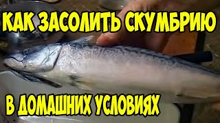 Как засолить скумбрию в домашних условиях. Скумбрия соленая рецепт