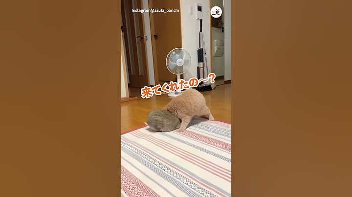 うさぎさんが近づいて来てくれて嬉しさ爆発のニャンコさん｜PECO