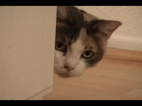 stalking-ninja-cat-impressions