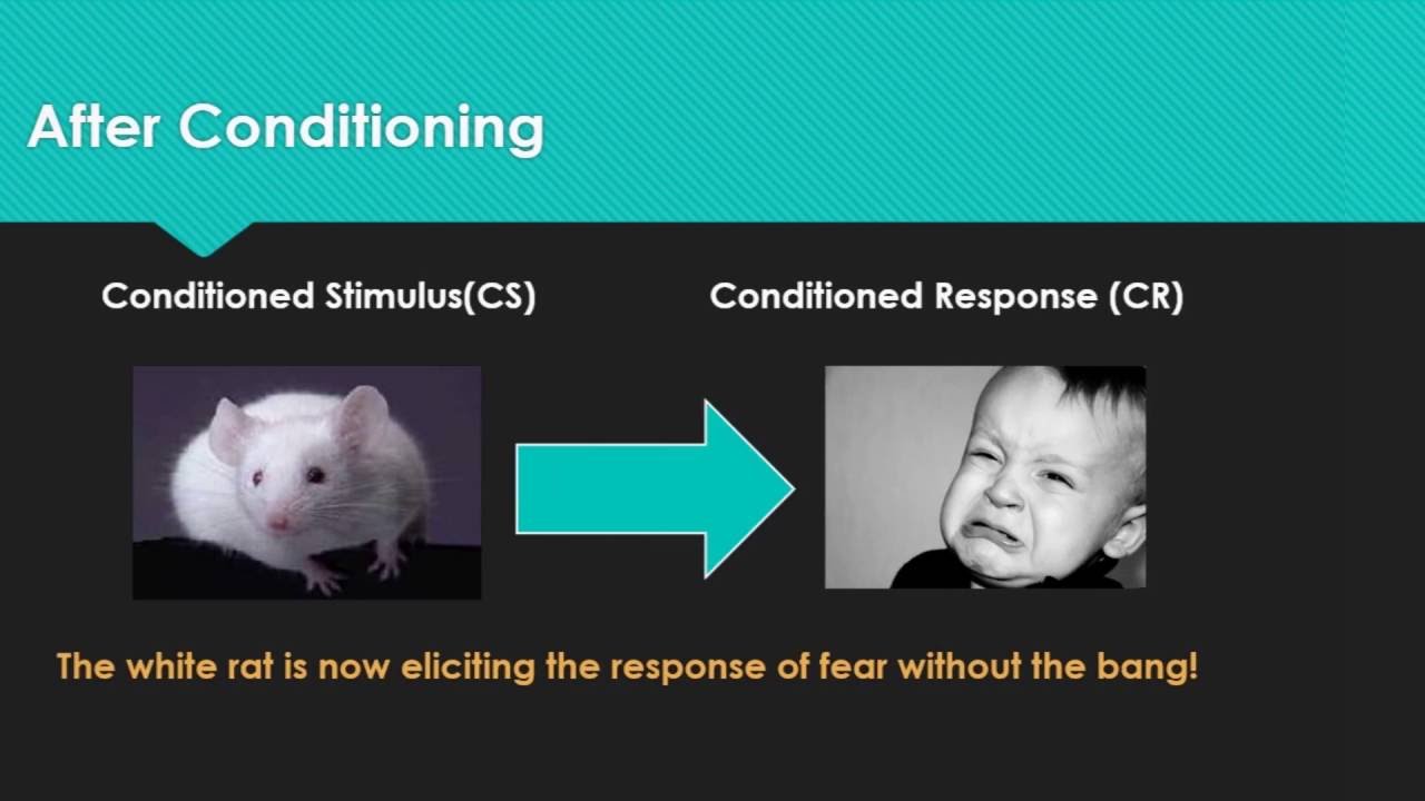 Human Learning - Classical Conditioning - Phobias