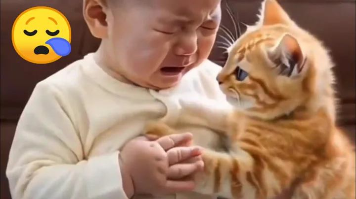 Video 5652761: baby cutest cats dogs, cat animals baby dogs, cutest cats dogs funny, cat cute dog animals, funniest cats