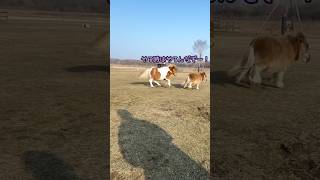 がんばれグレ・・