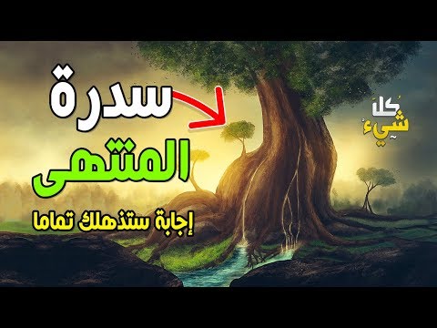 فيديو: هل تعني سدرة بالعربية؟