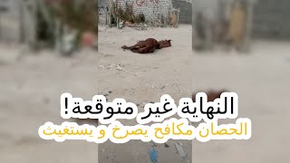 النهاية غير متوقعة! الحصان مكافح يصرخ و يستغيث لله.. انقاذ الحصان مكافح الجزء الاول