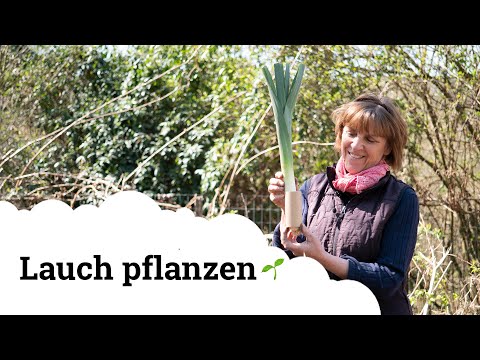Video: Wann Lauch pflanzen?