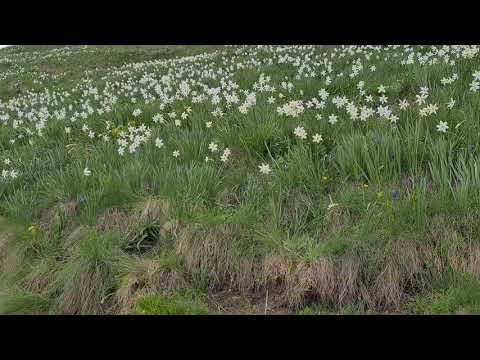Video: Cum Se Ajunge La Valea Narciselor Din Ucraina