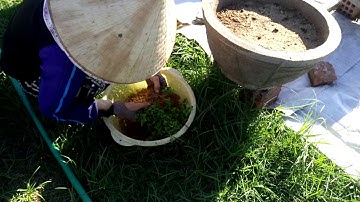 Quay cận cảnh nhà vườn trồng cúc pha lê tết 2021