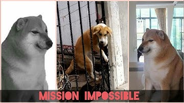 Điệp vụ bất khả thi phiên bản chó