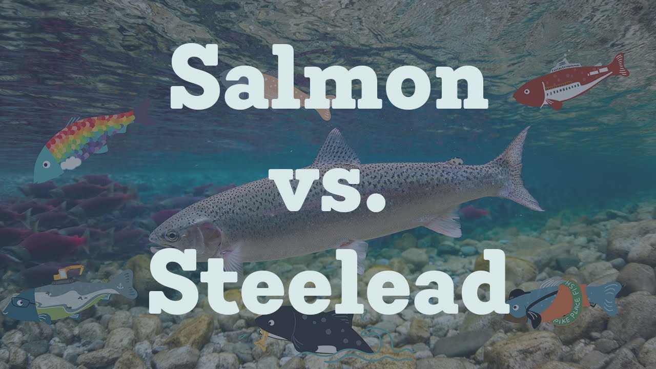 Steelhead vs. Salmon 