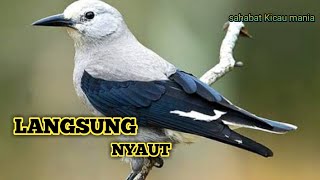 Masteran paling banyak dicari kicau mania 2020.cocok buat murai batu Kacer kenari sikatan