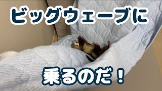 【フェレット】巨大ハンモックでゆらゆら