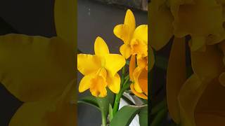 Could you get a brighter yellow  plants flower orchidcollection orchid