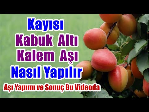 Video: Kayısı Ağaçlarını İnceltme - Kayısı Meyvesi Ne Zaman ve Nasıl İnceltilir