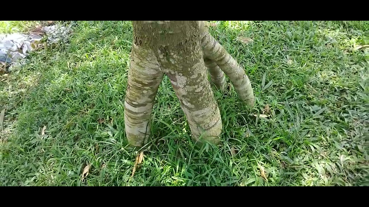 Baru tau ada kebun durian premium yg keren di Narmada, Lombok Barat😍