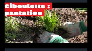 Ciboulette : plantation et entretien ?