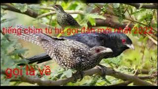 tiếng chim tuhu gọi đàn chẩn nhất mới nhất 2022
