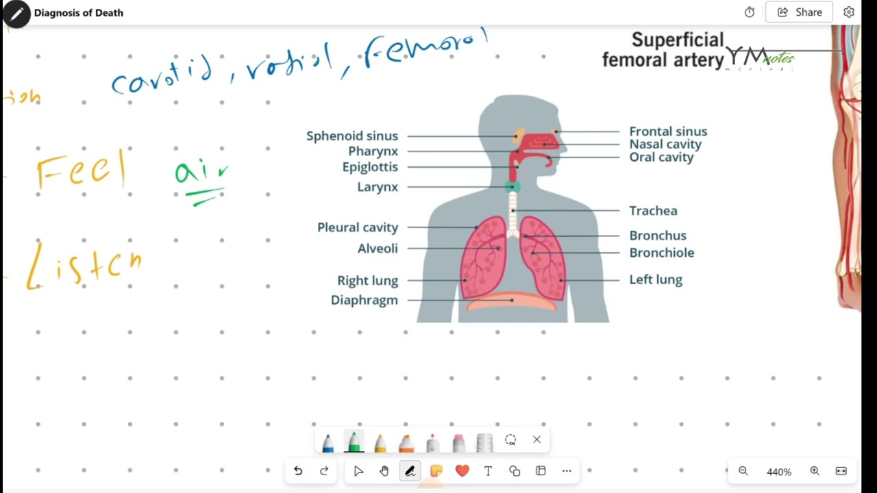 Диагностика смерти | Лаборатория навыков |