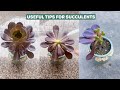 Mẹo chăm sóc sen đá | Useful Tips for Succulents | 多肉植物| 다육이들 | Suculentas