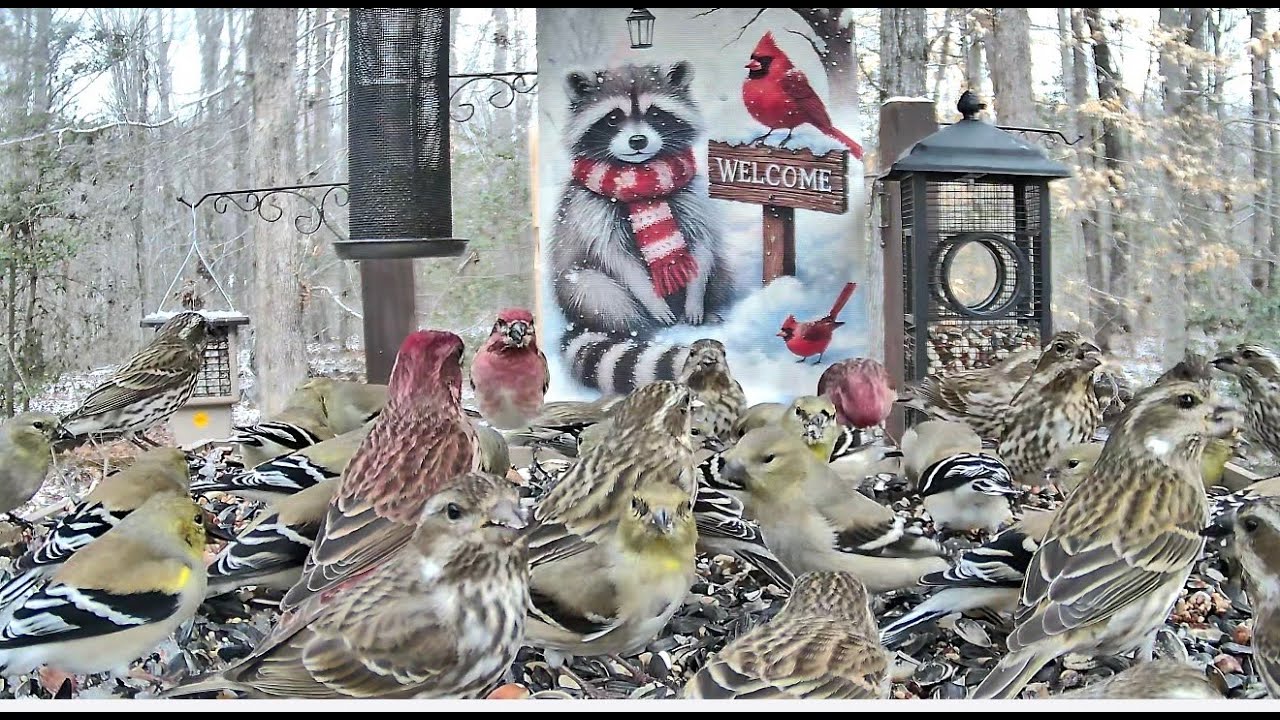 LIVE STREAM ** BOTB Main Feeding Platform Camera ** 2/27/2026