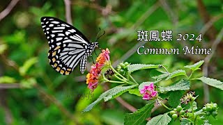 斑鳳蝶 2024 Common Mime