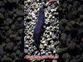 幻の黒い深海魚の餌やりに成功！？！？ #ガサガサ
