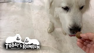 おやつと薬の違いがわかるルンルンとアランです　Great Pyrenees　グレートピレニーズ