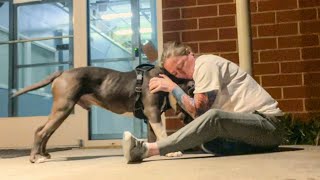 70Pound Pittie Hides In His Rescuer's Arms | The Koala