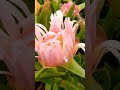 Ice plants growing along the western coastal ranges of California #shorts