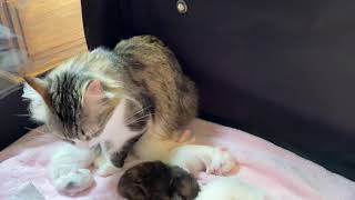 What do kittens dream of? by Ana Tanriça & CadiKedisi Turkish Angora 92 views 3 years ago 55 seconds