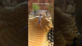 The deadly venomous King cobra is not a true cobra!