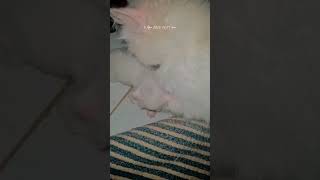 Cute baby kittens #love #song