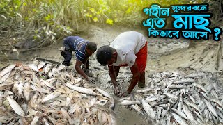 গহীন সুন্দরবনের ছোট নালায় এত মাাছ পাবো ভাবি নি | Fish Catching BD | Adventure BD