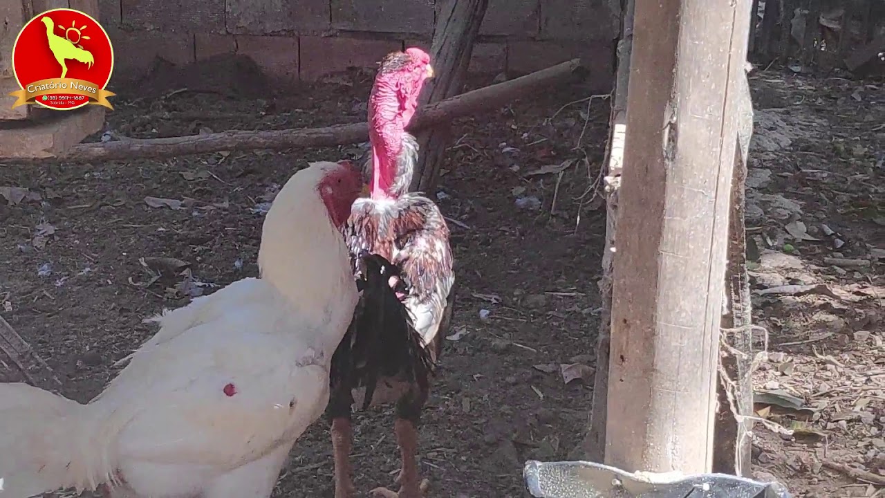 E OS ULTIMOS GALOS COMPRADOS PELO CRIATÓRIO? COMO ESTÃO? VEJA CADA UM MELHOR QUE O OUTRO! chickens come home to roost