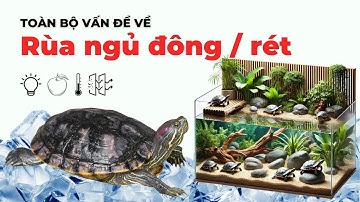 Toàn bộ về rùa ngủ đông / trời rét | Cách để rùa sống khỏe qua mùa lạnh