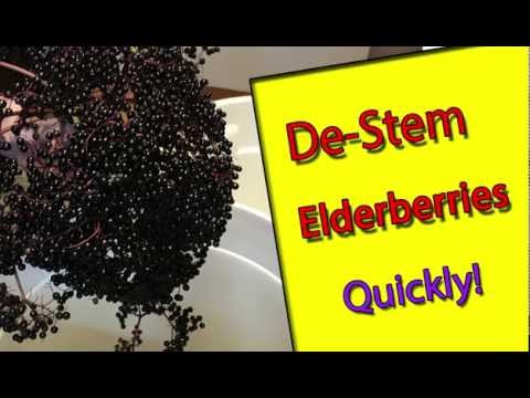 Video: Elderberry Dub