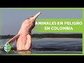 10 Animales en PELIGRO de EXTINCIÓN en COLOMBIA ⚠️🐻