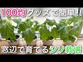 【水耕栽培】窓辺で育てるシソ栽培　1日目〜327日目
