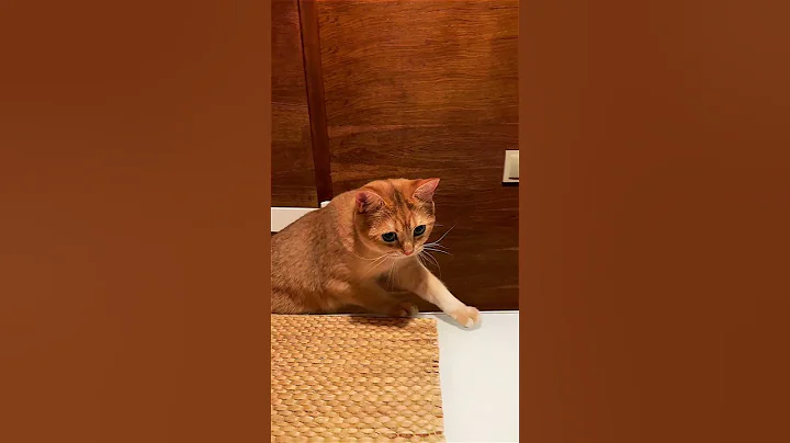 Watch the video about Super cute curious British shorthair cat #shorts