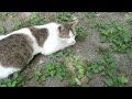 【Cat Video】 Meow meow Happy #cat #cats #cute