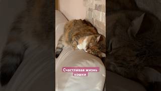 Кошки,котики,кошка,кот #catlovers #catvideos #cat #catshorts #cats #catmemes #кошка #кошки #котики