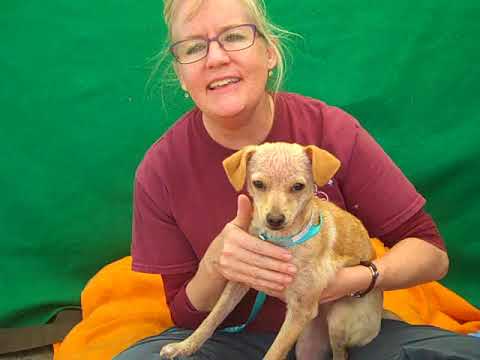 puppy paradise A5121892 Maggie | Chihuahua Puppy
