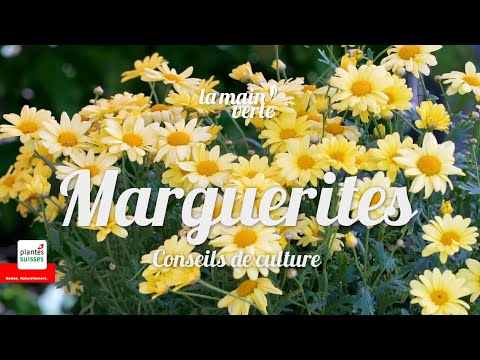 Vidéo: Chrysanthème jaune - reine de l'automne