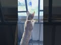 😹😹 #cat