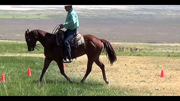 Raiders Winnie 3 yr. old filly / Clint Weaver Horsemanship