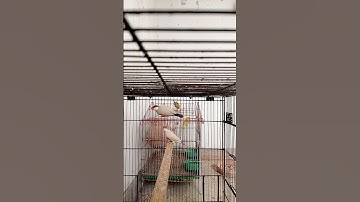 Fawn java pair Available location Karachi Whatsapp 03183037334 #allah #birds #breedingpair #java