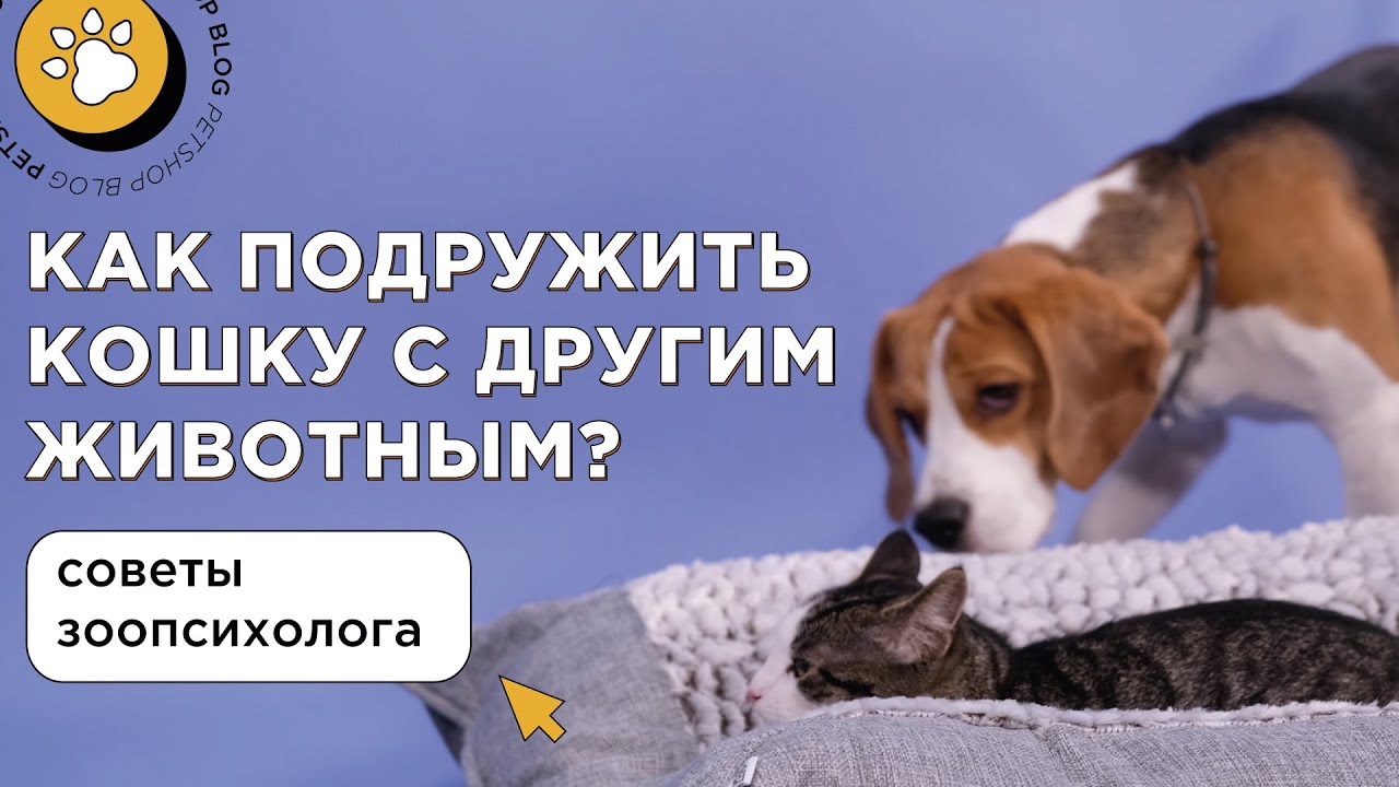 Как подружить кошку с другим питомцем? Советы зоопсихолога фелинолога. -  YouTube