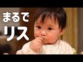 【生後283日】食べ物つめすぎた…まるでリスのようにほっぺをパンパンにする生後9ヶ月の赤ちゃんに癒される(Day 283. Ponu tried to eat by herself!)