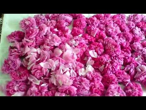 Video: Crimean Rose - Useful Properties And Application Of The Rose. Rose Oil, Rose Essential Oil