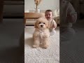 Poodle Plays Peek-a-Boo… and the Baby Loses It! 😂プードルの“いないいないばあ”に赤ちゃんが大爆笑する瞬間 😂