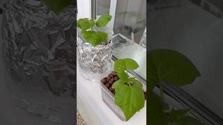 ОГУРЦЫ на БАЛКОНЕ, растут в пещевых контейнерах, без земли.#кот помощник #огороднабалконе #котики